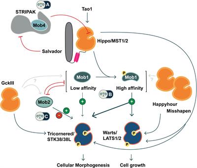 Mob Family Proteins: Regulatory Partners in Hippo and Hippo-Like Intracellular Signaling Pathways